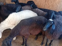 Schaf, Hissar sheep — Foto 7