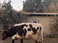 母牛, Russian Black pied cattle — 照片 6