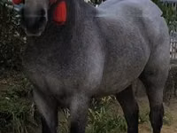 Caballo, Caballos — foto 4