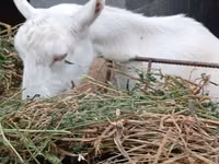 Echki, Saanen goat — 5-rasm