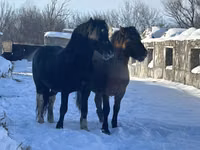 Caballo, Mugalzhar horse — foto 5