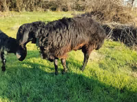 Widder, Tian-Shan semifinewool sheep — Foto 6