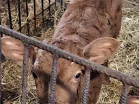 公牛, Simmental cattle — 照片 8