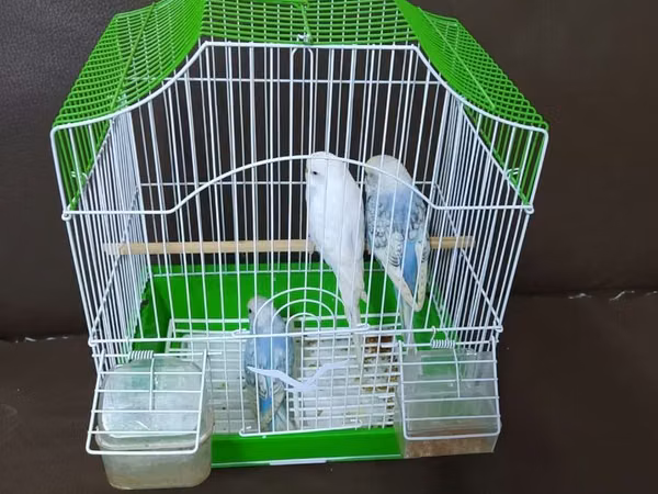 Papuqay desdi 2 tutuqusu qefesi 35 azn Bülbül qəfəsi və dalğalı