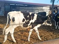 Kuh, Russian Black pied cattle — Foto 1
