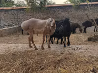 Widder, Arashan sheep — Foto 6