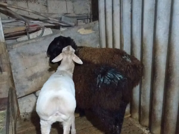 كبش, الأغنام