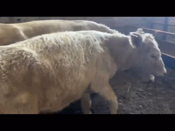 Buqa, Auliekol nasli — Qozogʻiston