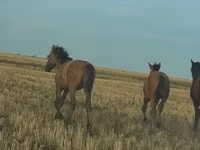Hengst, Bashkir horse — Foto 8