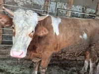 Bulle, Simmental cattle — Foto 3