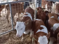 Buqa, Simmental cattle — 3-rasm