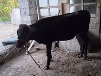 母牛, Cattle — 照片 1
