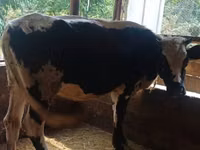 母牛, Holstein breed — 照片 3