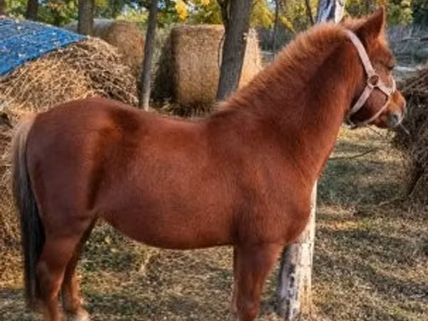 Hengst, Pferde