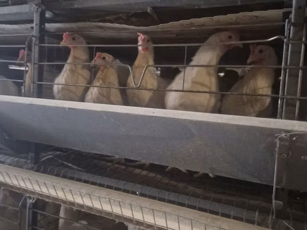 Chickens