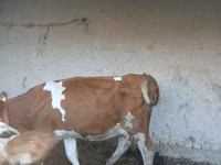 Kuh, Simmental cattle — Foto 4