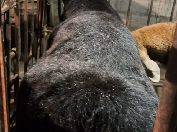 Qoʻchqor, Arashan sheep