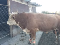 公牛, Simmental cattle — 照片 2