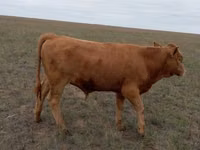 ثور, Simmental cattle — الصورة 2