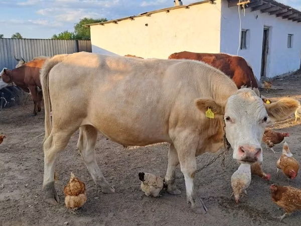 公牛, Simmental cattle — 哈萨克斯坦
