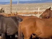 母马, Kazakh horse — 照片 3