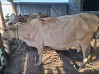 Kuh, Latvian Blue cattle — Foto 1