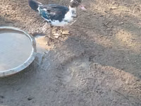 Ducks — 照片 6
