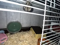 Cüce hamster və tam dəst aksesuarlar Qefes ile biryerde satılır 2-3 — Foto 5