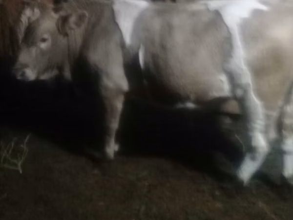 公牛, Simmental cattle — 哈萨克斯坦