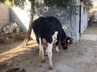 Vaca, Raza Holstein — foto 4