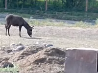 Caballos (lote, sexo no especificado), Caballos — foto 6