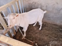 Ziegenbock, Saanen goat — Foto 7