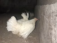 Leghorn — Foto 2