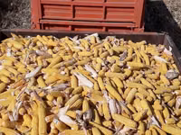 Жугору с полья сатылат около 60тонна 12сомдон. Продаю кукуруза с полья — 1-rasm