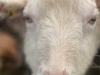 母山羊, Saanen goat — 照片 4