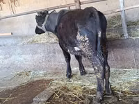 母牛, Alatau breed — 照片 1