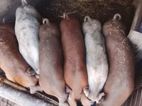 خنزير ذكر, الخنازير — الصورة 8
