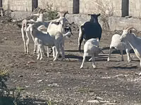 عنزة, الماعز — الصورة 2