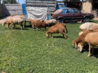 Schaf, Arashan sheep — Foto 6
