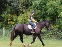 Aygʻir, Percheron — 7-rasm
