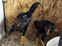 Chickens — Foto 4