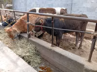 Bulle, Swiss cattle — Foto 2