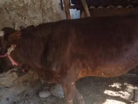 公牛, Cattle — 照片 1