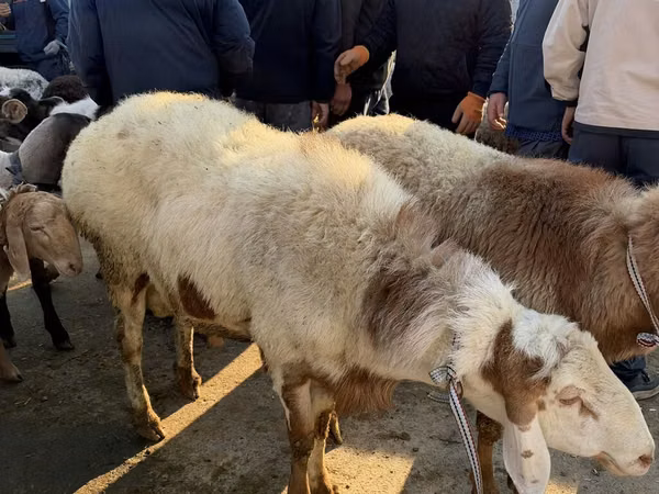 كبش, Arashan sheep