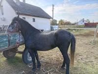 Mare, Horses — photo 2