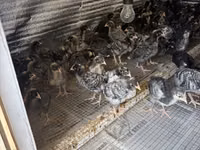 Chickens — 照片 3