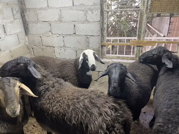 Carnero, Ovejas — Kirguistán