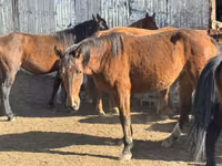 Stute, Kyrgyz Horse — Foto 6
