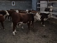 Bulle, Kasachische Weißkopfkuh — Foto 1