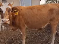 गाय, Latvian Blue cattle — फ़ोटो 3